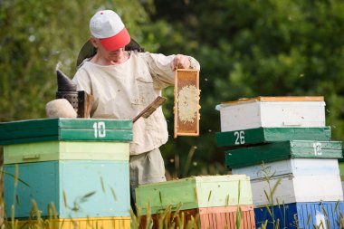 Arı yetiştiricisi kovanlardan bal toplar.