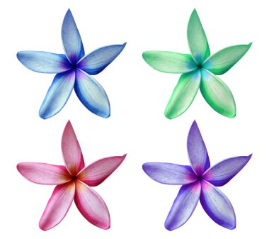 Plumeria çiçek beyaz arka plan üzerinde izole