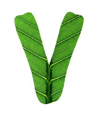 Yaprak yeşil doku alfabesi