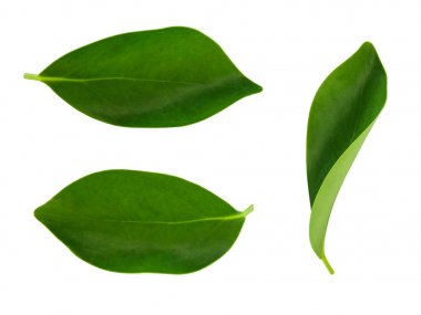 yeşil yapraklar arkaplan