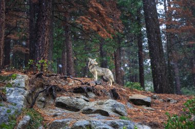 Çakal Yosemite Milli Parkı, Kaliforniya, ABD
