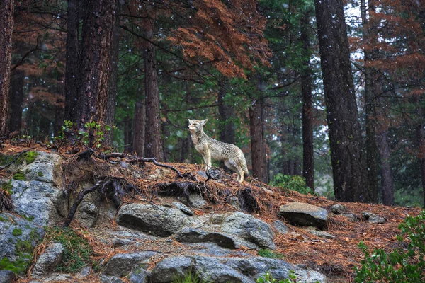 Coyote podczas opadów śniegu w Parku Narodowym Yosemite — Zdjęcie stockowe