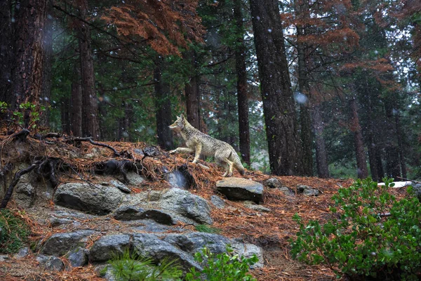 Coyote κατά τη διάρκεια της χιονόπτωσης στην εθνικό πάρκο Yosemite Royalty Free Εικόνες Αρχείου