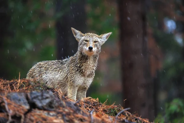 Çakal sırasında kar yağışı, Yosemite Milli Parkı