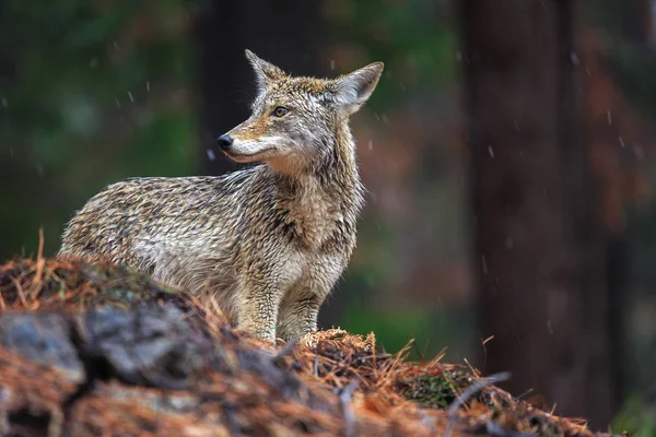 Coyote κατά τη διάρκεια της χιονόπτωσης στην εθνικό πάρκο Yosemite Φωτογραφία Αρχείου