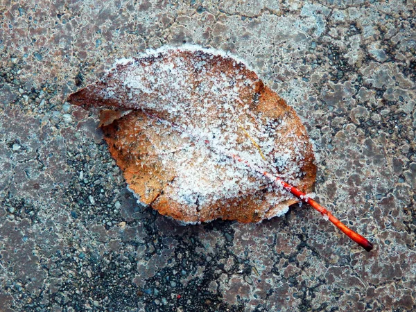 Dry frozen leaf on concrete gray background — Stock Photo, Image