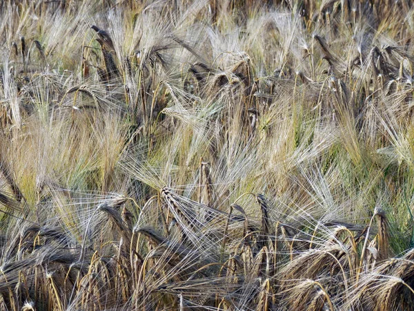 Fotografia Makro Kolor Pola Kukurydzy — Zdjęcie stockowe