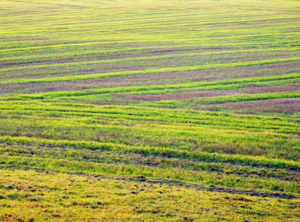 Schöne Grüne Felder Fotografie — Stockfoto