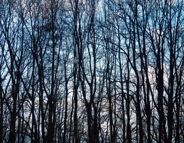 Arbres nus d'hiver et ciel bleu — Photo