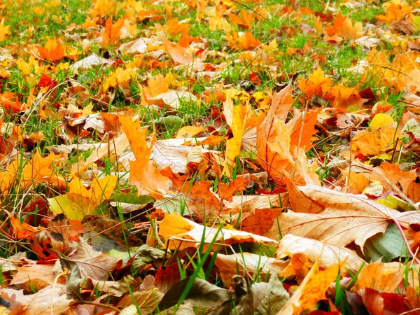 Golden autumnal leafs on ground — Stock Photo, Image