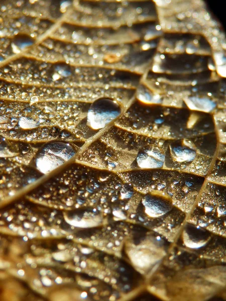 Macro Fotografía Color Gotas Lluvia Hoja Otoñal — Foto de Stock