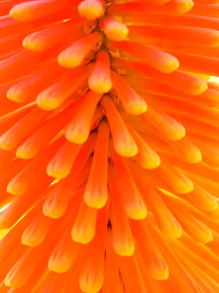 Color Macro Photography Beautiful Blooming Flower — Stock Photo, Image