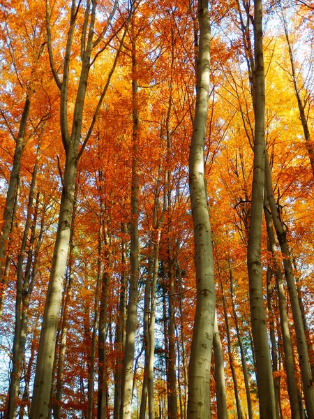 Цветная фотография ярких осенних деревьев — стоковое фото