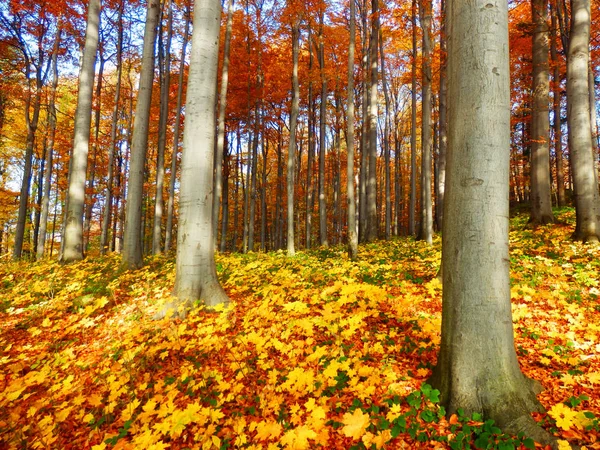 Color photography of autumnal forest — Stock Photo, Image