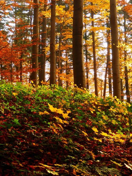 Fotografia a colori della foresta autunnale — Foto Stock