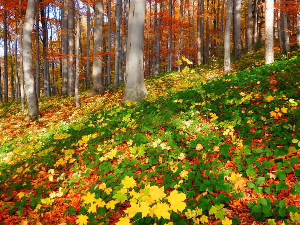 彩色摄影的美丽秋天的树林 — 图库照片
