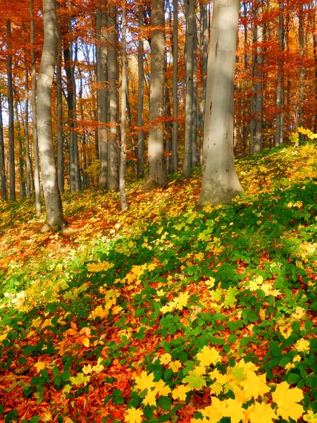 Autumn forest detail — Stock Photo, Image