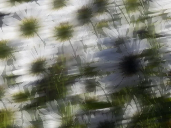 Кольорова Деталь Яка Фотографія Романтичних Білих Ромашкових Квітів — стокове фото