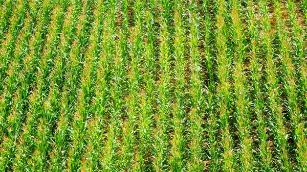 Fargedetaljert fotografering av maisåkeren sett ovenfra – stockfoto