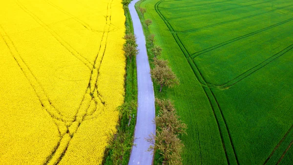 Color Photography Beautiful Countryside Aerial View Rape Grain Fields Trees — Stock Photo, Image