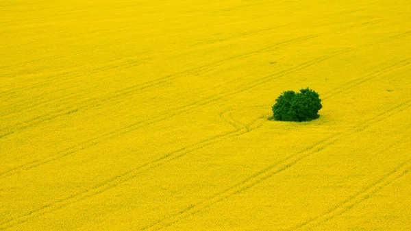 Кольорова Деталь Фотографія Квітучих Зґвалтувань Полів Дерев Повітряного Вигляду — стокове фото