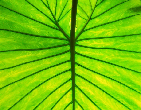 Bright green leaf detail — Stock Photo, Image