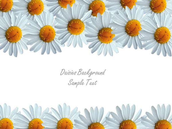 Color Simple Floral Frame Daisies Background Place Your Text — Stock Photo, Image