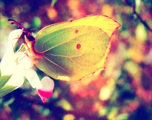 Detalle vintage mariposa fotografía — Foto de Stock