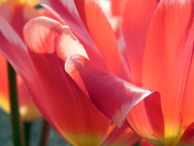 kırmızı lale ayrıntı çiçeklenme