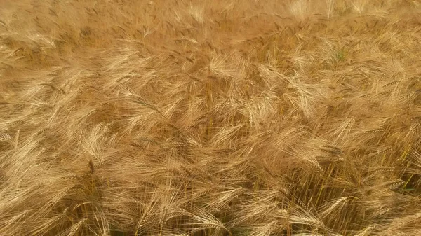 Dettaglio campo grano — Foto Stock