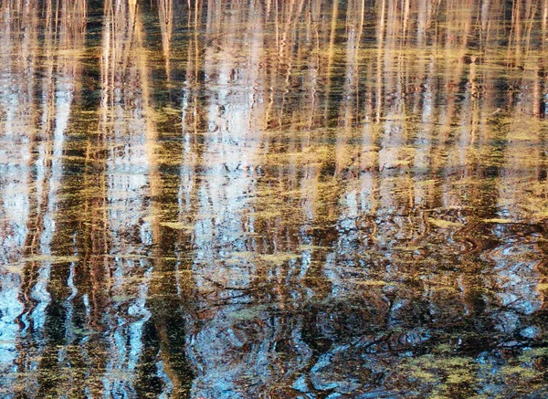 Réflexion des arbres sur l'eau — Photo