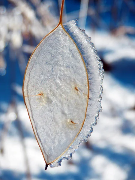 Frozen dry plant detail — Stock Photo, Image