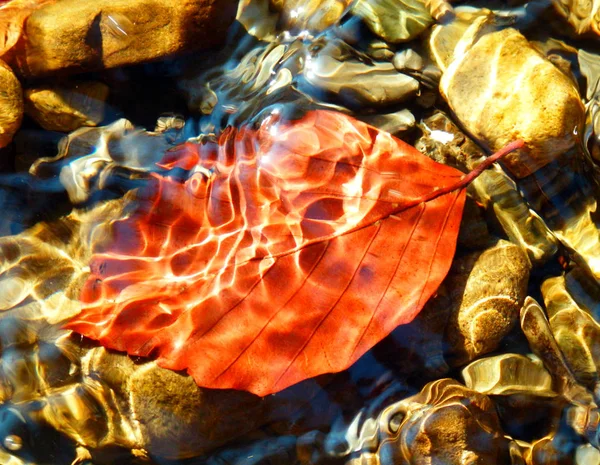 Herfstblad onder water — Stockfoto