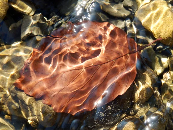 Feuille automnale de hêtre sous l'eau — Photo