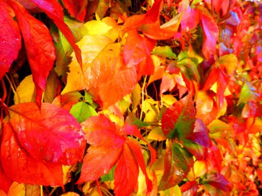 güzel parlak kırmızı sonbahar yaprakları detay