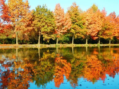 Güzel ağaçlar sokak detay fotoğraf renk. Sonbahar ağaçlar su yansıması.