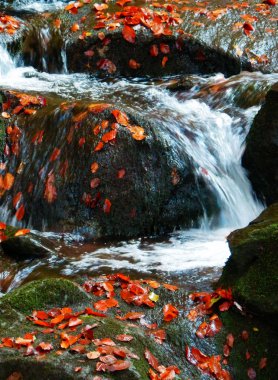 şelale sonbahar ormandaki detay fotoğraf