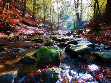 dağlar brook ve kayın ormanı'nın güzel sonbahar fotoğraf