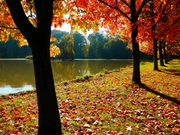 Beaux Chênes Automnaux Ruelle Lac Photographie Détail Couleur Scène Automne — Photo