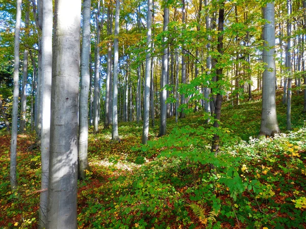 Bella Foresta Faggi Primaverili — Foto Stock