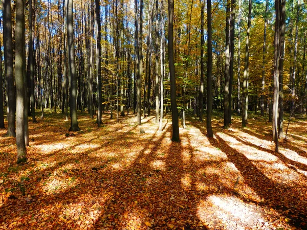 Piękny buk jesienny Las wszystko — Zdjęcie stockowe
