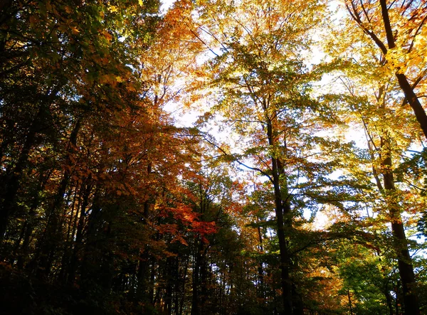 Beautiful Autumnal Forest Sunset — Stock Photo, Image