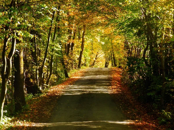 Galleria vicolo alberi autunnali — Foto Stock