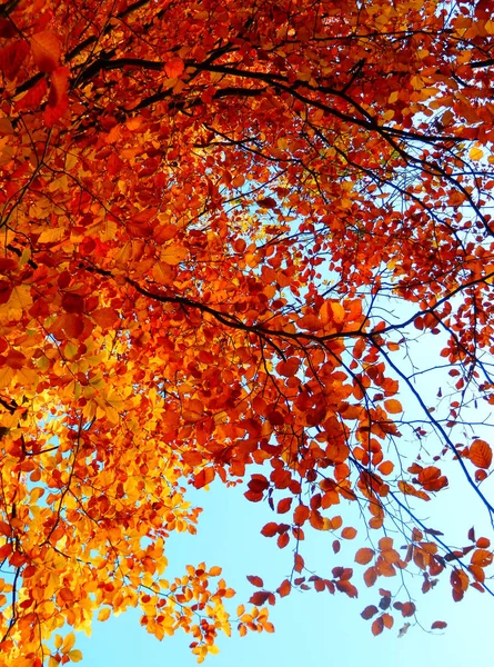 Detail der Herbstbuche — Stockfoto