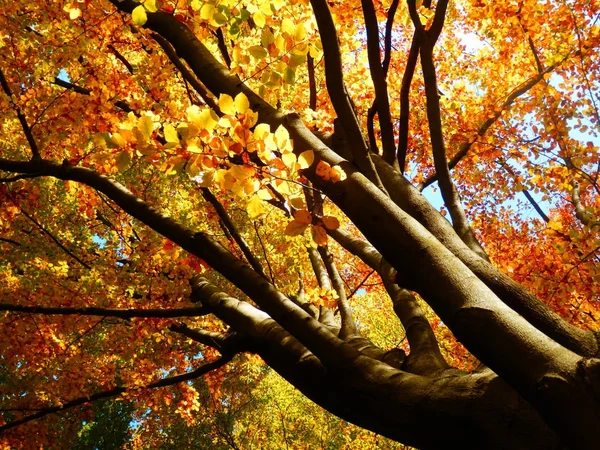 Autumnal beech tree from bottom view — Stock Photo, Image