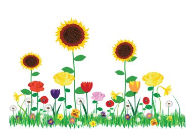 Beyaz arka plan üzerinde izole bahçe içinde güzel çiçek açan çiçekler renk vektör çizim.