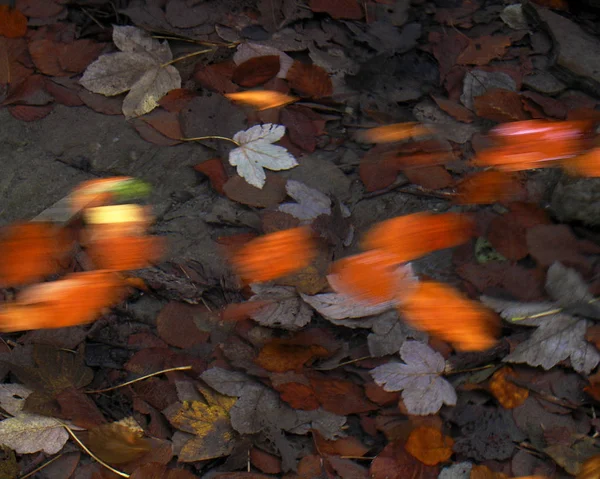 Dettaglio Colore Fotografia Foglie Autunnali Sott Acqua Bella Fotografia Autunnale — Foto Stock