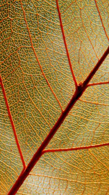 Makro fotoğrafçılık kuru yaprak damarları doku renk. Soyut organik yaprak iskelet arka plan.