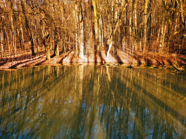 Красивая Осенняя Фотография Деревьев Отражающихся Воде Тени Свете — стоковое фото