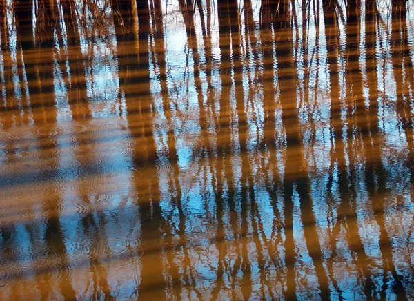 Couleur Détail Photogaphie Hêtres Nus Réflexion Sur Lac Bleu Clair — Photo